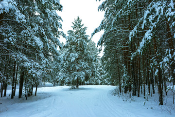 Winter Forest in Snow