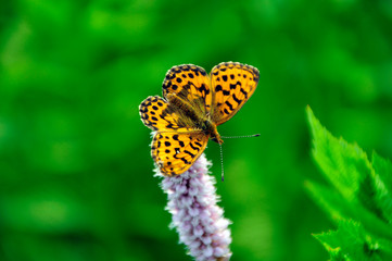 Schmetterling auf einer Blume