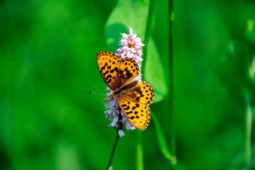 Schmetterling auf einer Blume