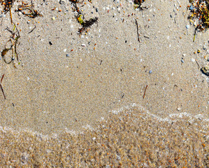 sea shells on the beach