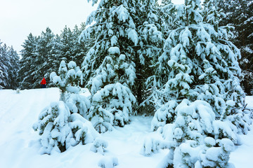 Whitened Fir Trees with Fresh Snow, Lovely Winter Scenery, Majestic White Spruces Glowing by Sunlight, Wintry Scene, Winter Snow-Covered Trees in the Ural Mountains, Winter Landscape