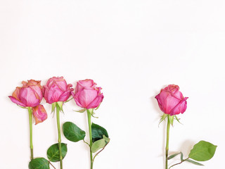 3+1 Pink Roses