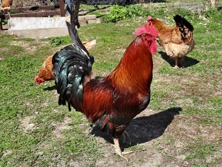 Rooster leads a flock of hens that are looking for worms.