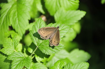 Schmetterling auf einer Blume