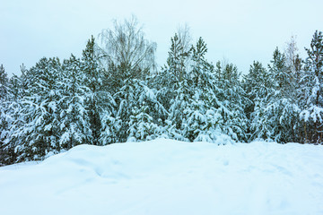 Whitened Fir Trees with Fresh Snow, Lovely Winter Scenery, Majestic White Spruces Glowing by Sunlight, Wintry Scene, Winter Snow-Covered Trees in the Ural Mountains, Winter Landscape