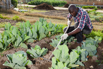 Male gardener working at homestead