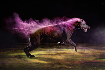 Labrador Holi Pulver © Markus