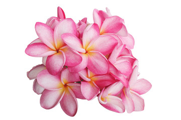 Plumeria flowers isolated on a white backdrop  with clipping path.