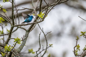 Indigo bunting on a branch