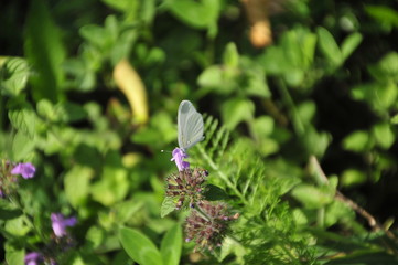 Schmetterling auf einer Blume