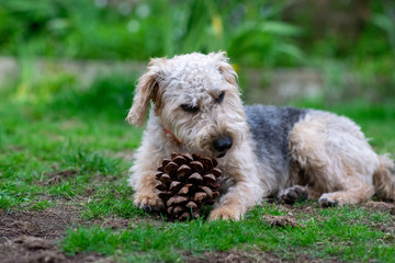 Scruffy puppy dog on grass chewing a pine cone, shallow depth of field.