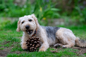 Scruffy puppy dog on grass chewing a pine cone, shallow depth of field.