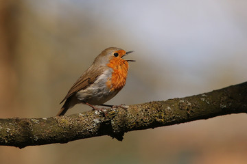 Singing male of the European robin sitting on a twig. A common European songbird with orange breast. 