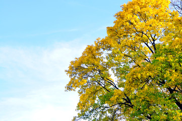 Baumkronen im Herbst