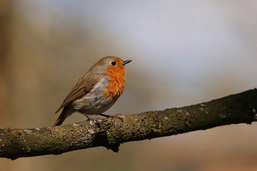 Male of the European robin sitting on a twig. A common European songbird with orange breast. 