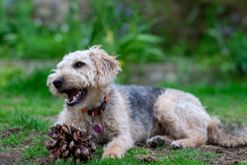Scruffy puppy dog on grass chewing a pine cone, shallow depth of field.