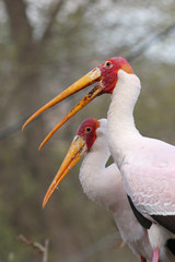 Couple of the Yellow-billed storks, sometimes also called the wood storks or wood ibis. A large African wading stork species on a close up picture. 
