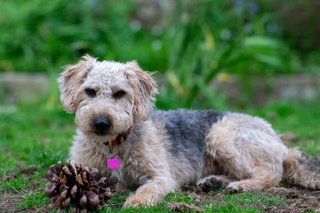Scruffy puppy dog on grass chewing a pine cone, shallow depth of field.
