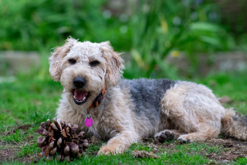 Scruffy puppy dog on grass chewing a pine cone, shallow depth of field.