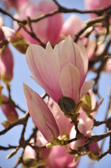 Magnolia im Frühling