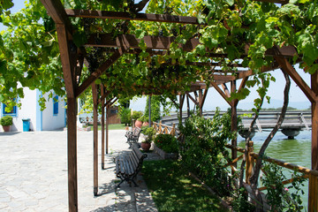 Ein mediterraner Sonnenschutz aus Weinreben