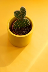 Fototapeta na wymiar Cactus with vibrant yellow background.