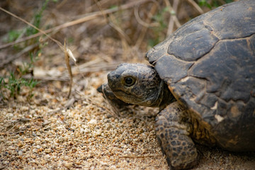 Eine Griechische Landschildkröte bei ihrem Ausflug