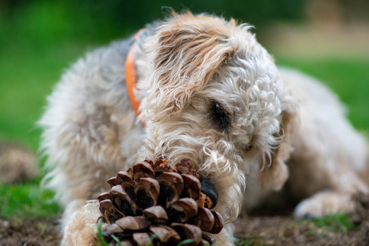 Scruffy puppy dog on grass chewing a pine cone, shallow depth of field.