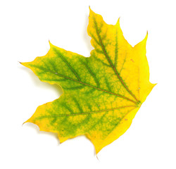 Yellowed autumn maple leaf