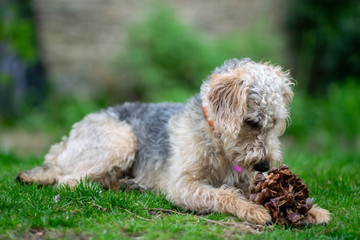 Naklejka na ściany i meble Scruffy puppy dog on grass chewing a pine cone, shallow depth of field.