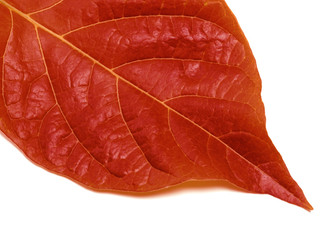 Part of autumn leaf on white