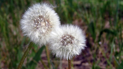 two white fluffy dandelions on the summer lawn