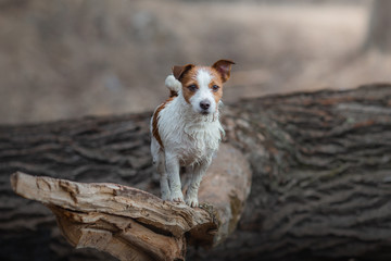 Jack Russell Terrier walks in the woods. small dog in nature