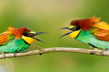 beautiful wild colorful birds scream at each other