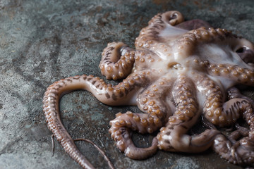 Fresh raw octopus on dark stone background close up, top view