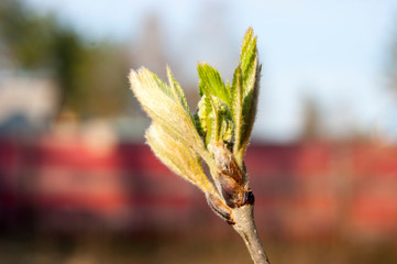 The first young fresh spring leaves on a tree branch are sticky, they smell bitter with resin