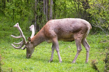 Cervo presso il Parco Nazionale d'Abruzzo, Lazio e Molise