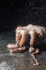 Fototapeta premium Fresh raw octopus in a bawl on dark stone background close up