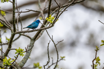 Indigo bunting on a branch