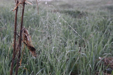 Misty early morning lfndscape with spider web in dew drops