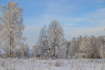 Birch grove in the winter in the snow. White trees. Trees in the snow. Snow picture. Winter landscape grove of white trees and snow.