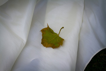 Leaf