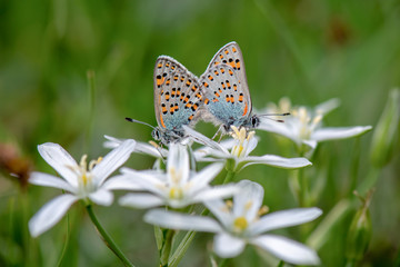 Lycaenidae / Anadolu Gelinciği / Anatolian Vernal Copper / Tomares nogelii