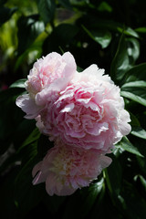 Peonies