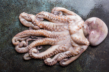 Fresh raw octopus on dark stone background close up, top view
