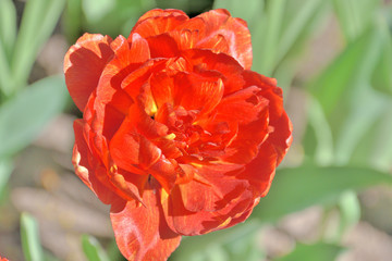 close-up of a red exotic tulip on a sunny day in a garden