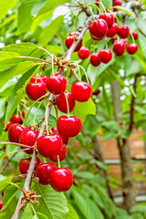 Red berries of a sweet cherry on a branch