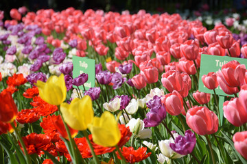 lawn of red, yellow, pink and purple tulips, close-up, on a sunny day