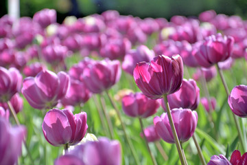 lawn of purple tulips, close-up, on a sunny day