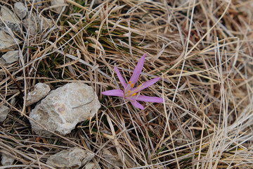 Pink flower in the mountains

